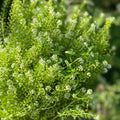 Lepidium