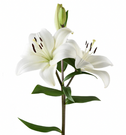 Lily| LA