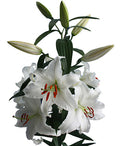 Lily| Oriental